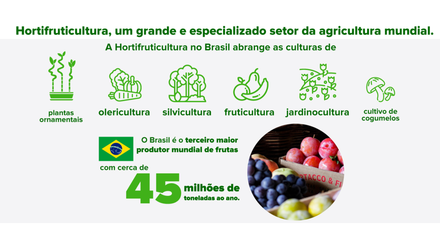 Hortifruticultura, um grande e especializado setor da agricultura mundial.