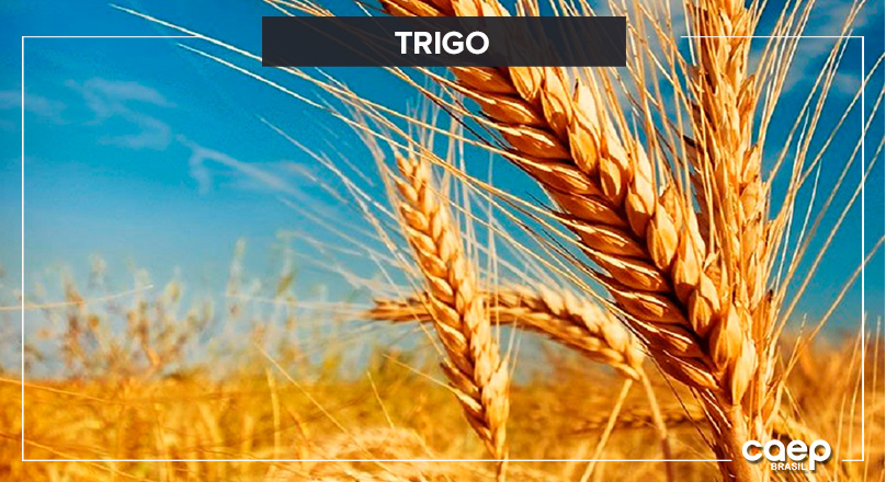 Commodities Brasileiras: Trigo