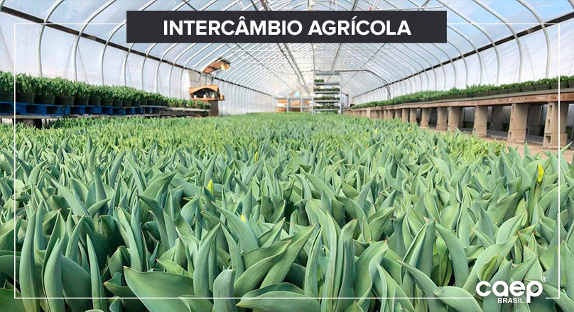 Viaje para o maior produtor de flores do mundo