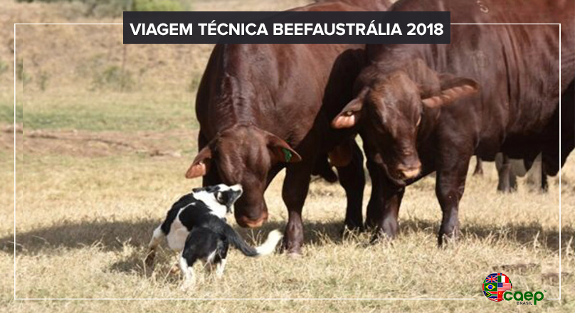 Pecuaristas Buscam Novas Tecnologias na Austrália
