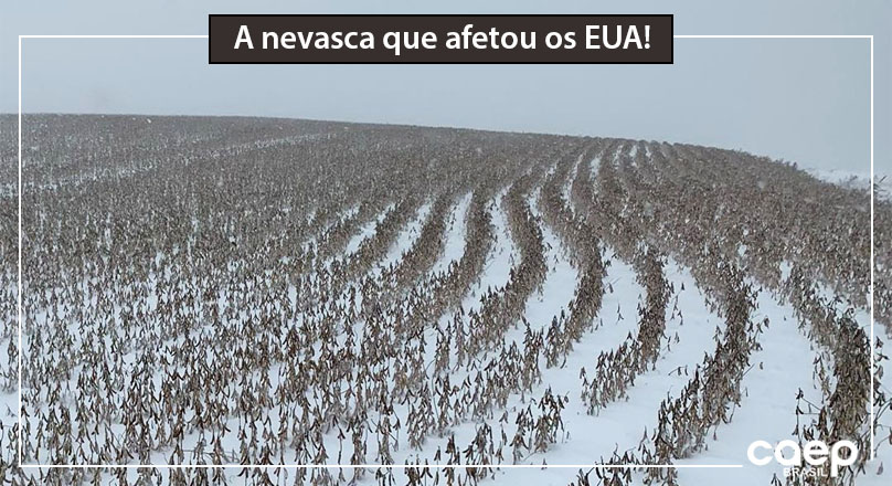 Pelos olhos de nossos intercambistas…