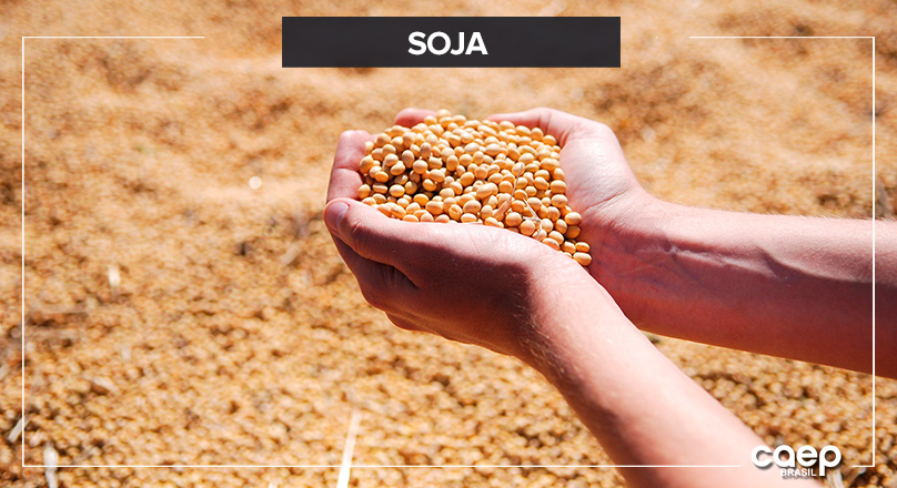 Commodities Brasileiras: Soja